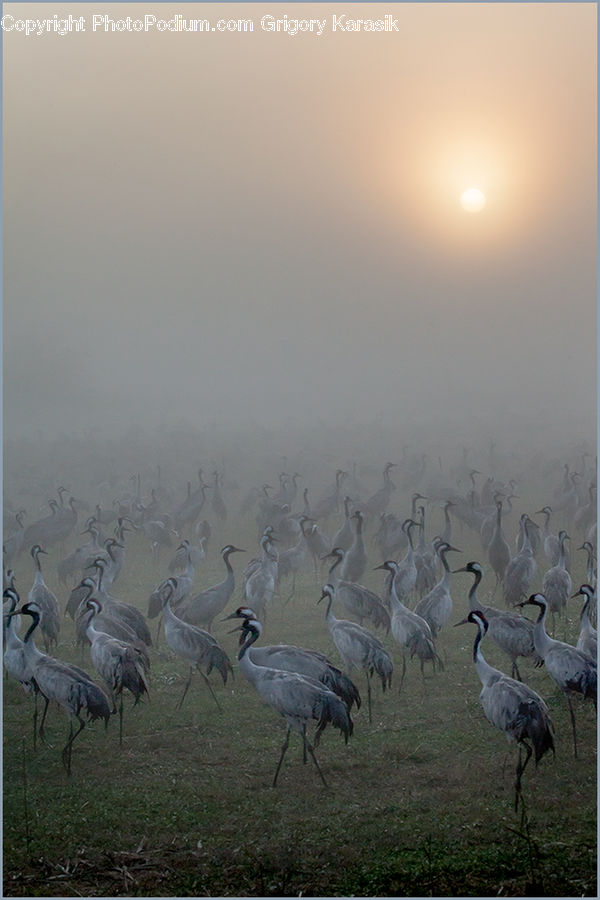 Bird, Crane Bird, Heron, Ardeidae