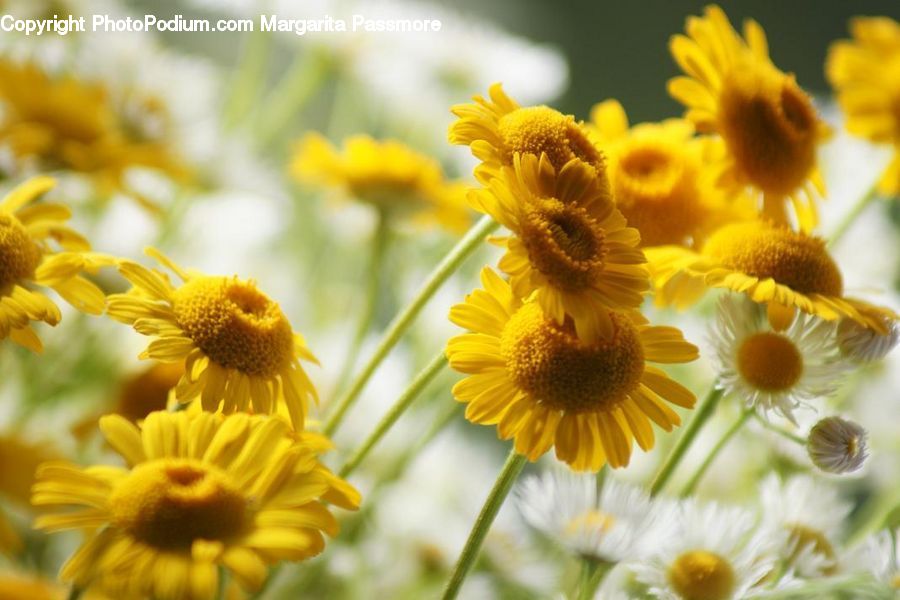 Asteraceae, Blossom, Flora, Flower, Plant, Daisies, Daisy