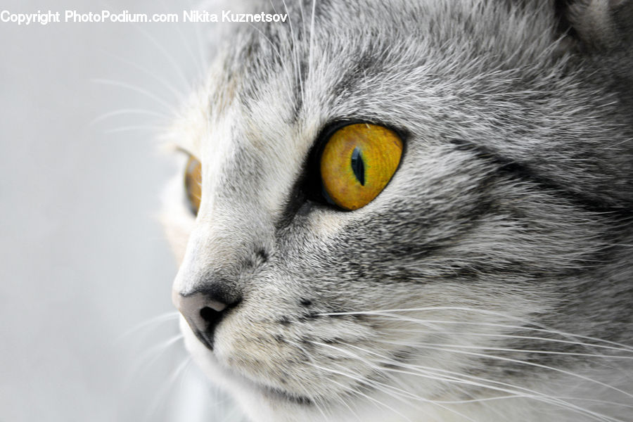Animal, Pet, Cat, Mammal, Manx