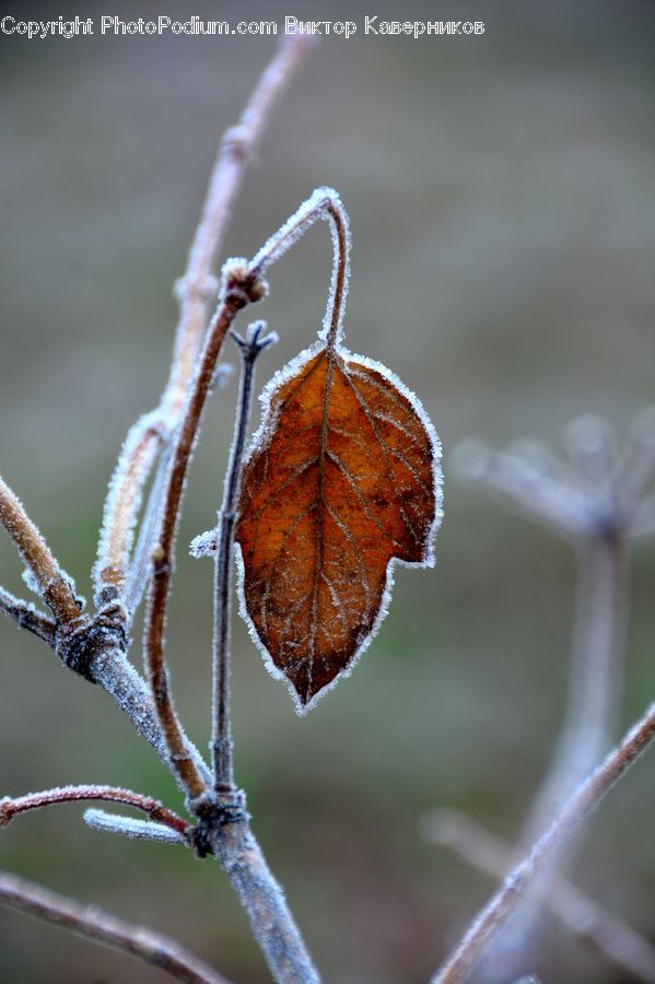 Frost, Ice, Outdoors, Snow, Blossom, Flora, Flower