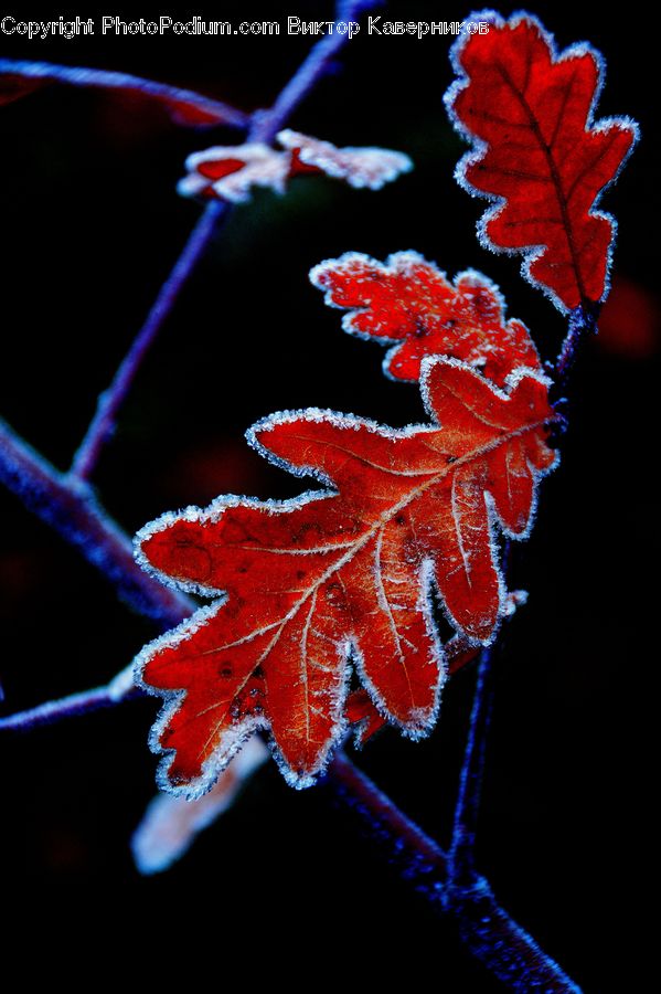 Frost, Ice, Outdoors, Snow, Blossom, Flora, Flower