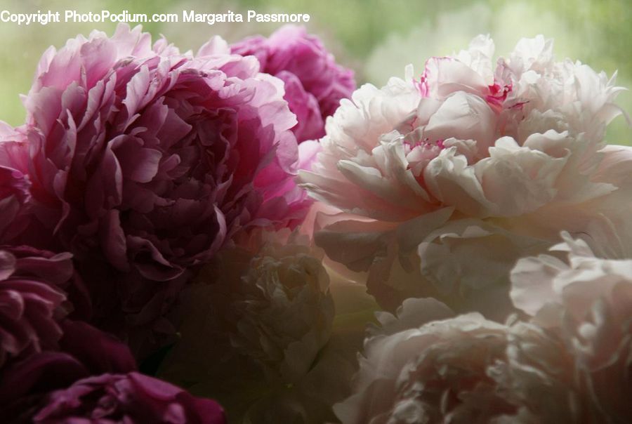 Blossom, Flower, Peony, Plant, Carnation, Flora, Dahlia