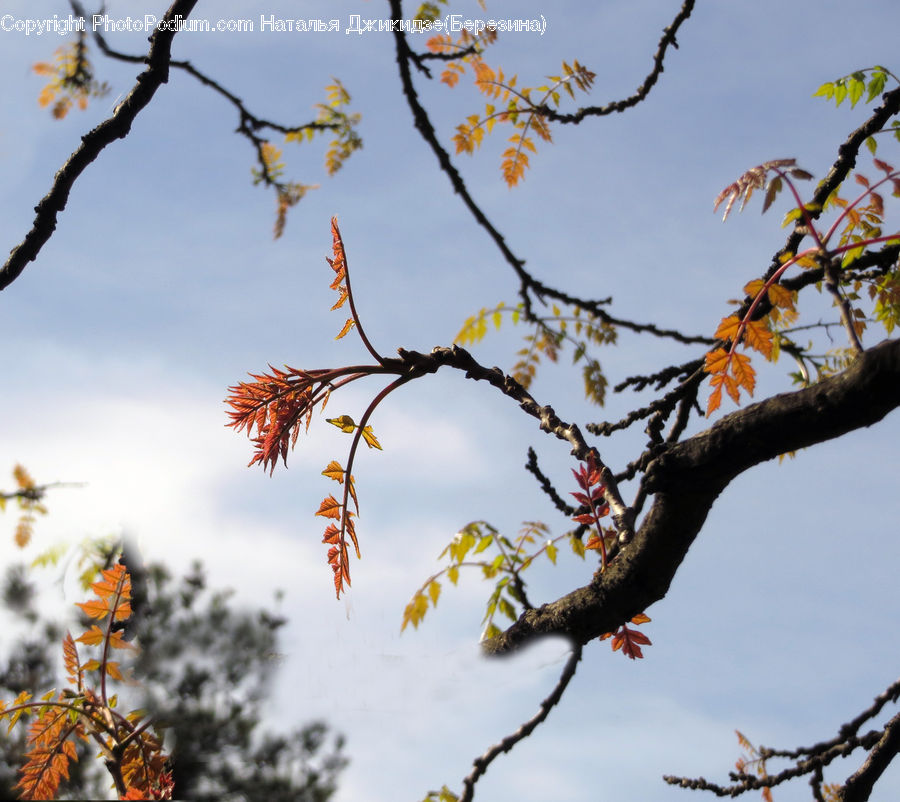 Butterfly, Insect, Monarch, Conifer, Fir, Plant, Tree