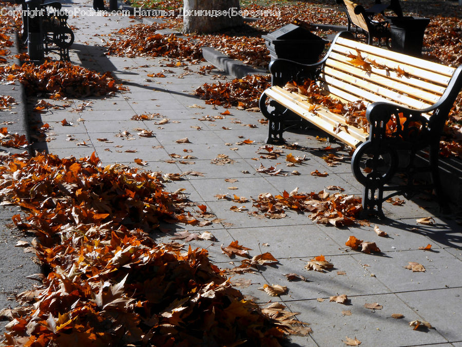 Bbq, Food, Park Bench, Algae, Adorable, Shop, Maple