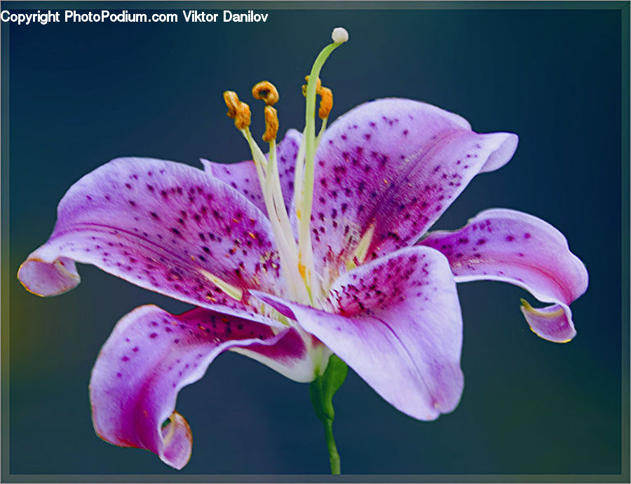 Blossom, Flora, Flower, Geranium, Plant, Lily, Foxglove