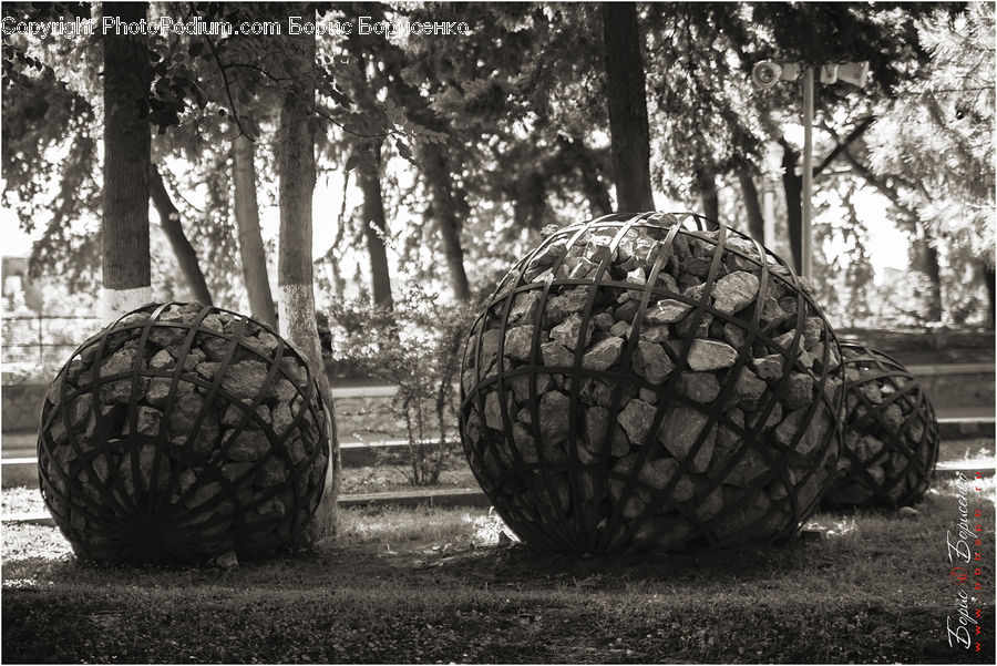 Fruit, Watermelon, Oak, Tree, Wood, Plant, Forest