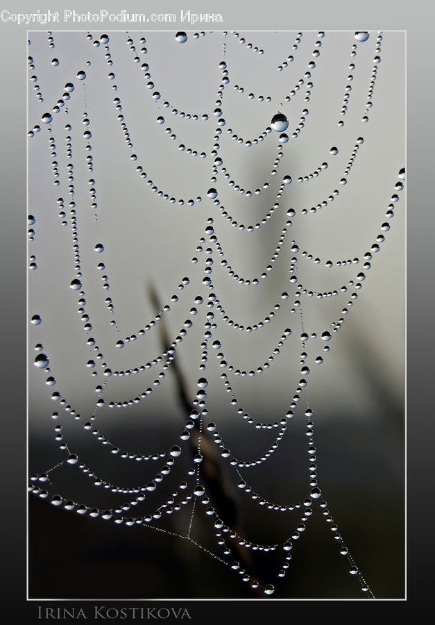 Arachnid, Garden Spider, Insect, Invertebrate, Spider, Bling