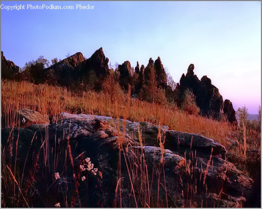 Field, Grass, Grassland, Land, Outdoors, Plant, Reed