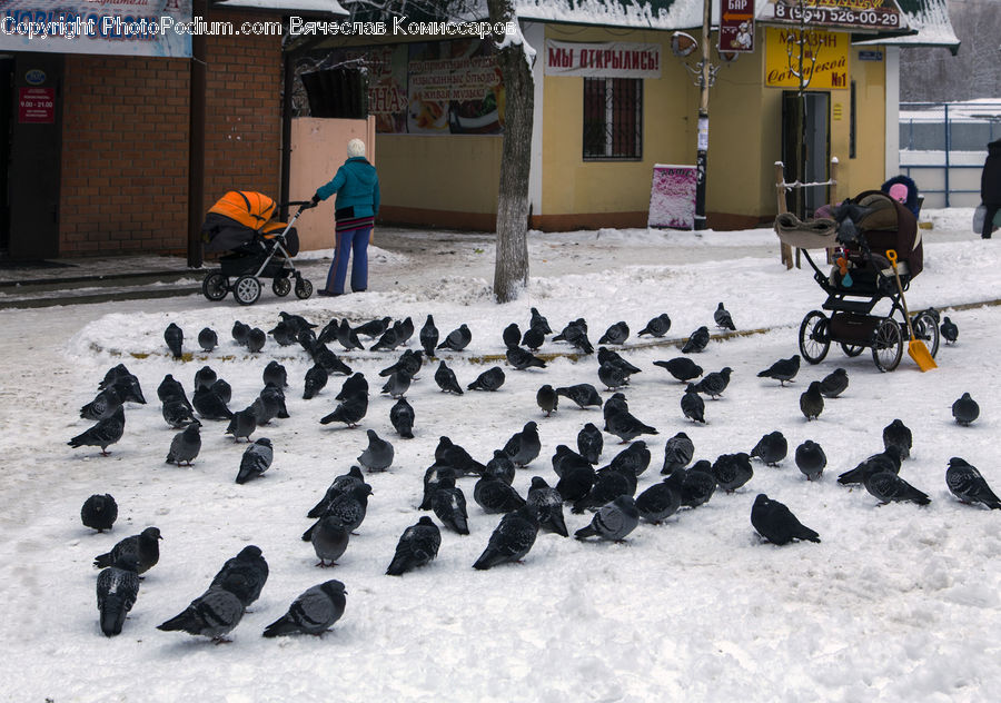 Bird, Pigeon, Brick, Stroller, City, Downtown, Urban