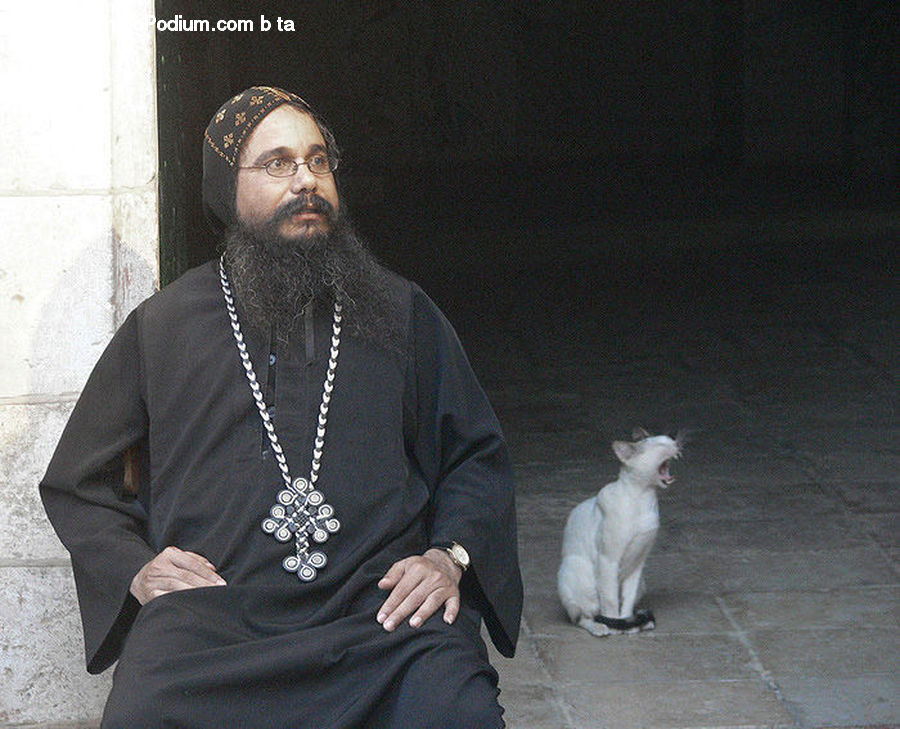 Human, People, Person, Animal, Cat, Pet, Siamese