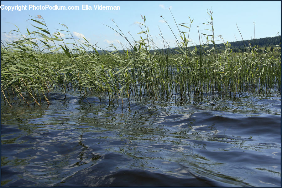 Grass, Plant, Reed, Field, Grassland, Land, Marsh
