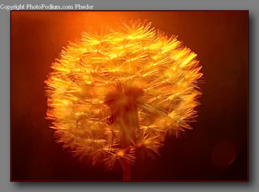 Dandelion, Flower, Plant, Blossom, Flora, Dahlia
