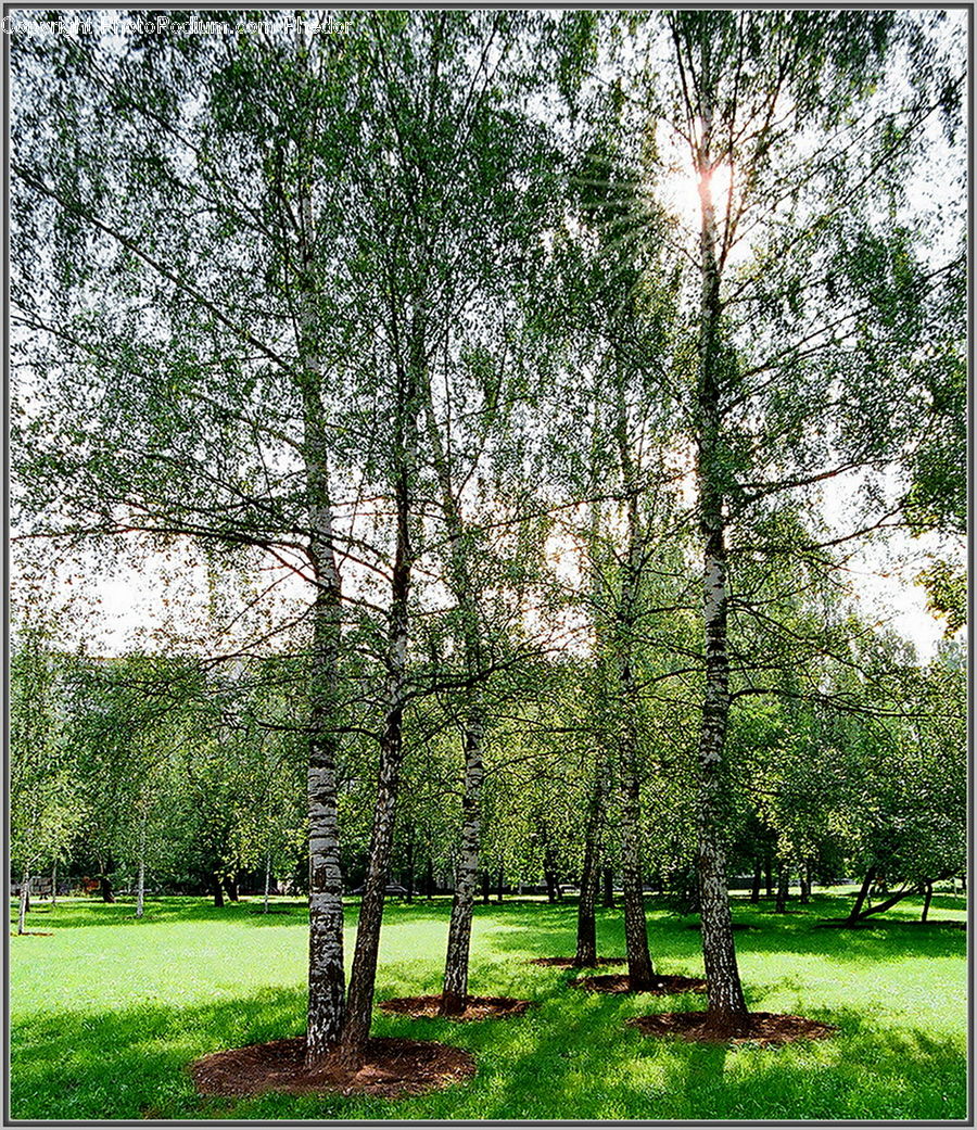 Forest, Grove, Land, Plant, Tree, Fir, Vegetation