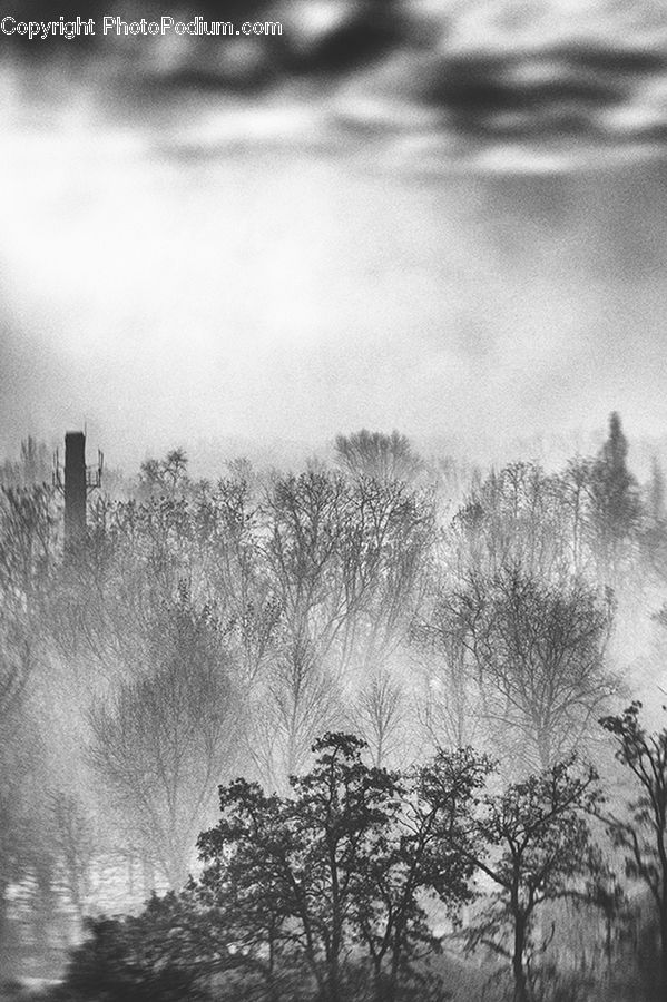 Fog, Forest, Vegetation, Countryside, Outdoors, Plant, Tree