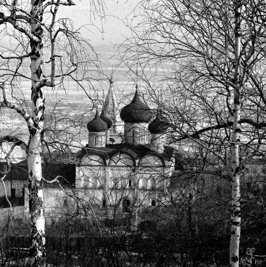 Birch, Tree, Wood, Architecture, Castle, Fort, Building