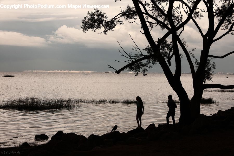 Silhouette, Plant, Tree, Beach, Coast, Outdoors, Sea