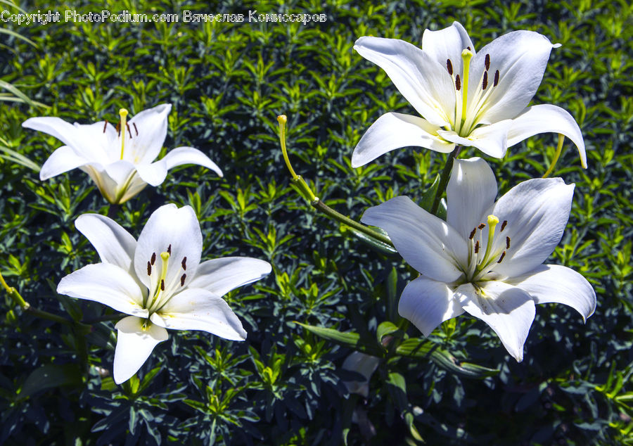 Flora, Flower, Gladiolus, Plant, Lily, Blossom, Crocus