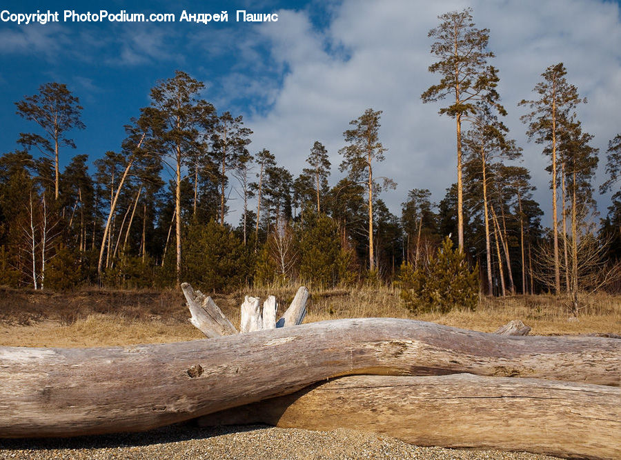 Basin, Outdoors, Birch, Tree, Wood, Dirt Road, Gravel