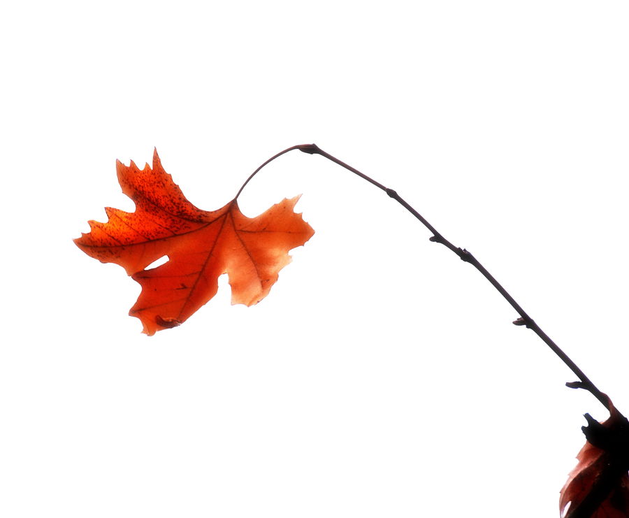 Maple, Maple Leaf, Plant, Tree, Wood, Leaf