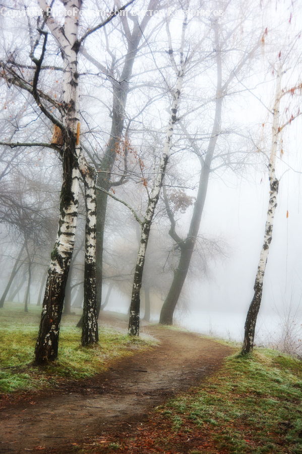 Birch, Tree, Wood, Dirt Road, Gravel, Road, Forest