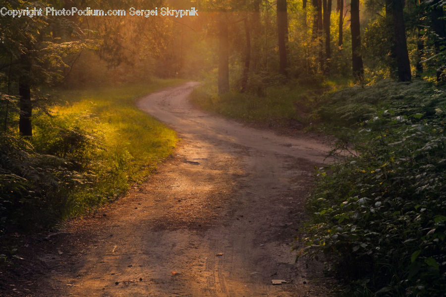 Dirt Road, Gravel, Road, Bush, Plant, Vegetation, Forest