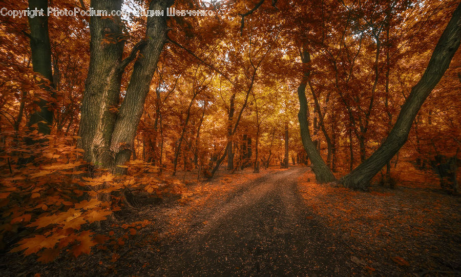 Dirt Road, Gravel, Road, Path, Walkway, Forest, Vegetation