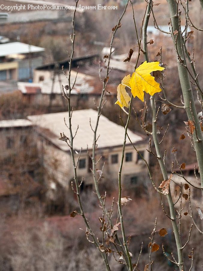Blossom, Daffodil, Flora, Flower, Plant, Oak, Sycamore