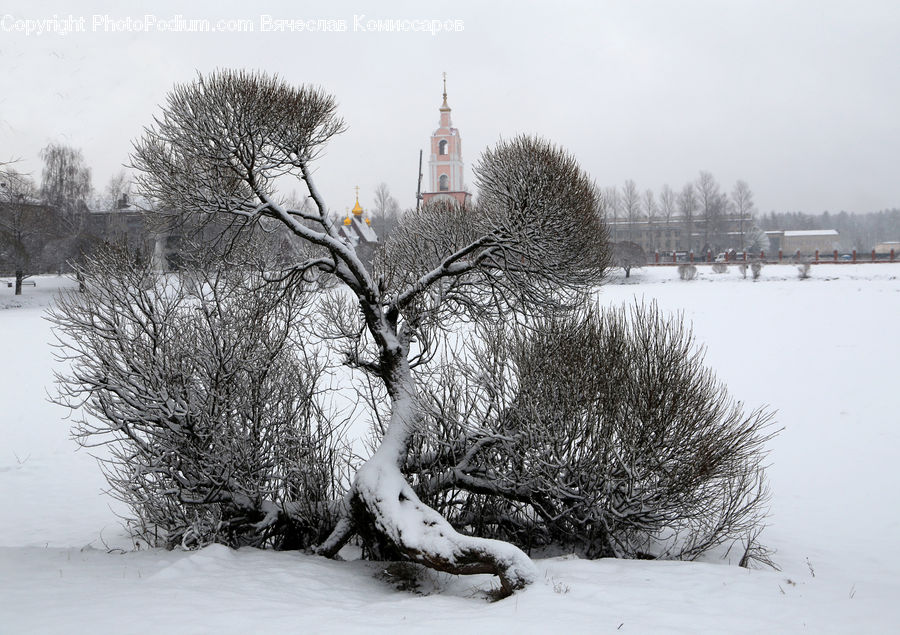Ice, Outdoors, Snow, Plant, Tree, Blizzard, Weather