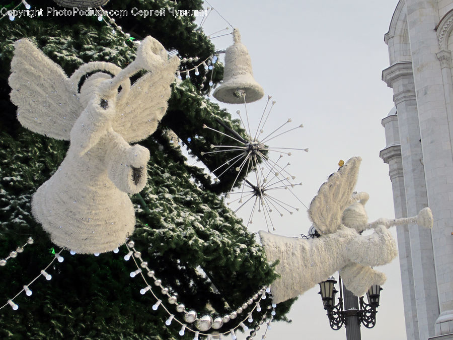 Bird, Cockatoo, Parrot, Ice, Outdoors, Snow, Architecture