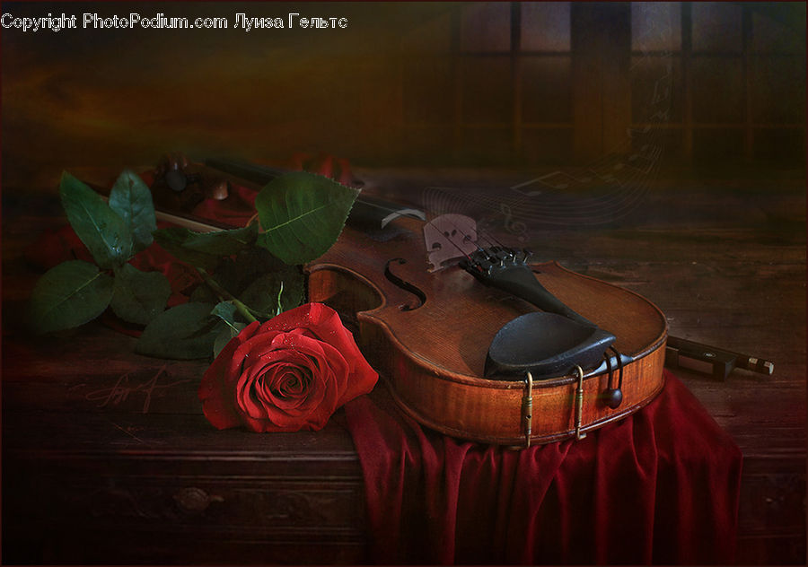 Cello, Fiddle, Musical Instrument, Violin, Plant, Potted Plant, Acanthaceae