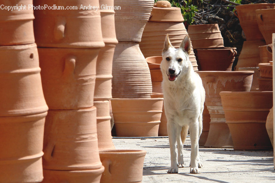 Plant, Potted Plant, Animal, Canine, Dog, Husky, Mammal
