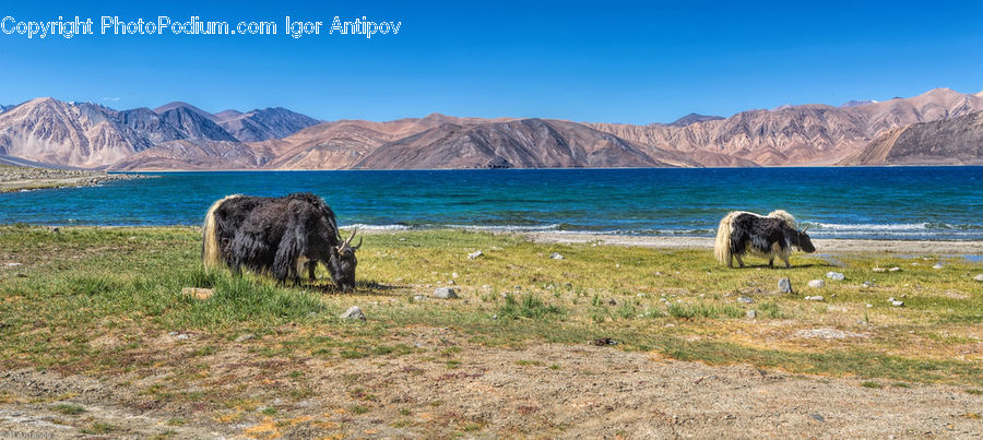 Animal, Bull, Mammal, Yak, Field, Grass, Grassland