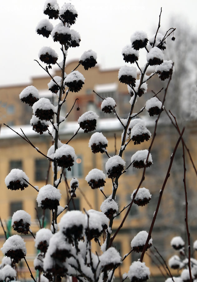 Cotton, Fiber, Frost, Ice, Outdoors, Snow, Chime