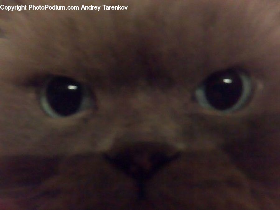 Electronics, Mouse, Animal, Cat, Pet, Siamese, Kitten