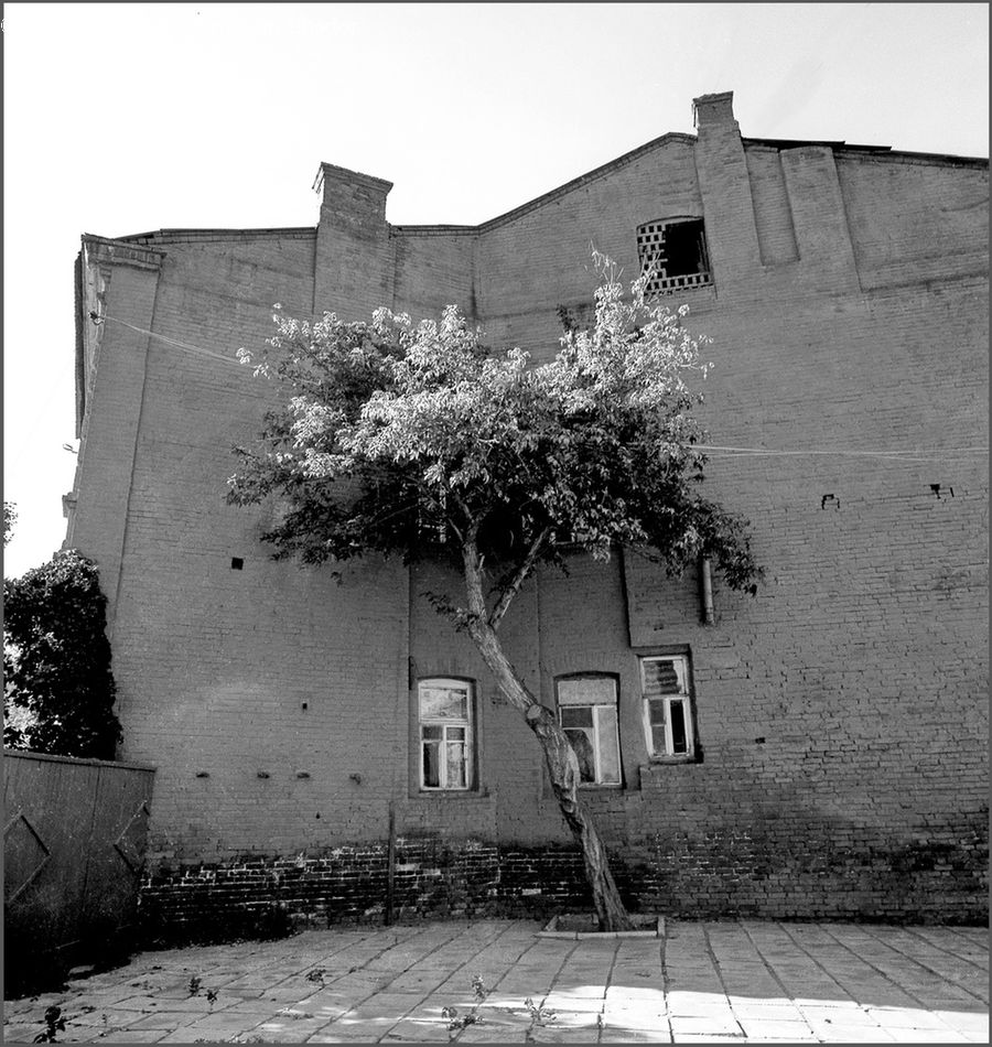 Ivy, Plant, Vine, Building, Housing, Villa, Alley