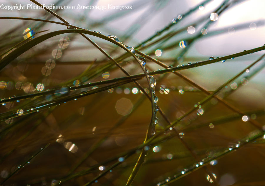 Droplet, Field, Grass, Grassland, Plant, Water, Blossom