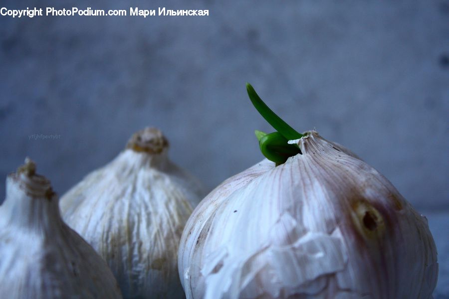 Garlic, Plant