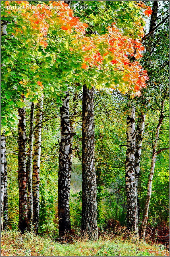 Ivy, Plant, Vine, Birch, Tree, Wood, Forest