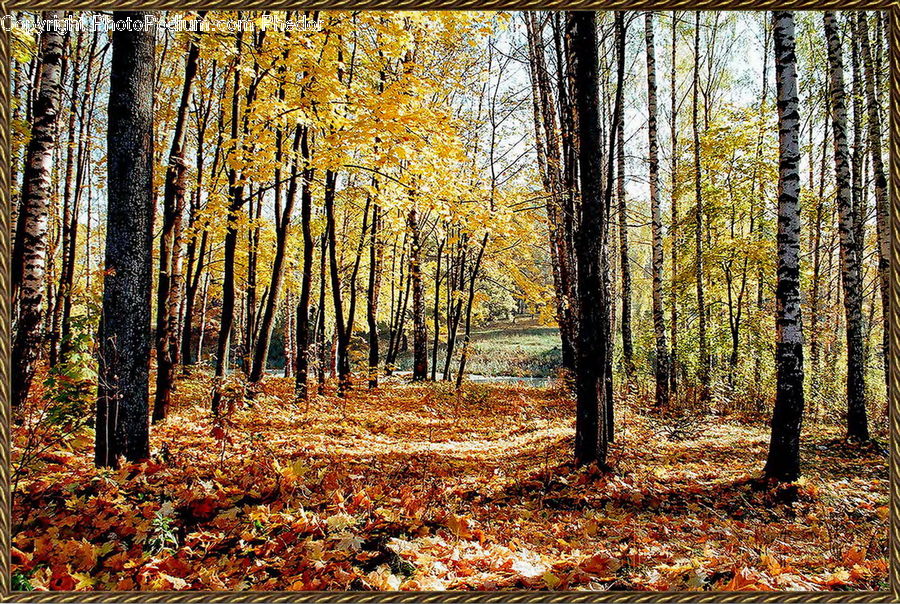 Maple, Tree, Wood, Forest, Vegetation, Grove, Land