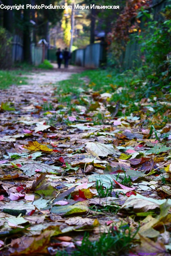 Ivy, Plant, Vine, Path, Road, Walkway, Bottle