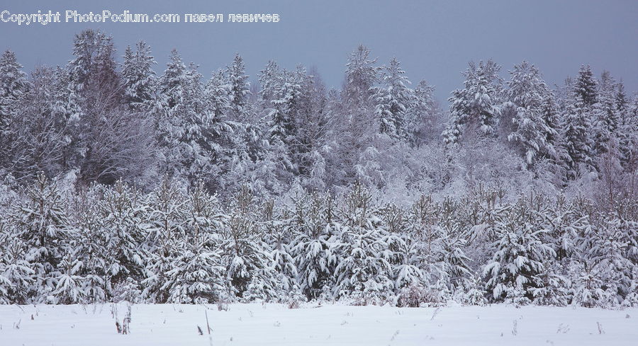 Ice, Outdoors, Snow, Forest, Vegetation, Landscape, Nature