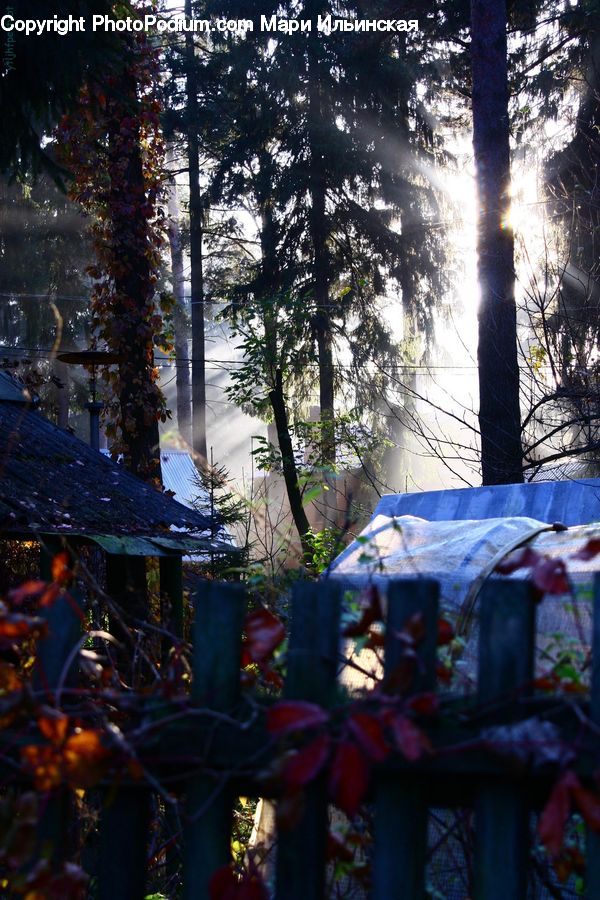 Plant, Potted Plant, Camping, Ivy, Vine, Flare, Light