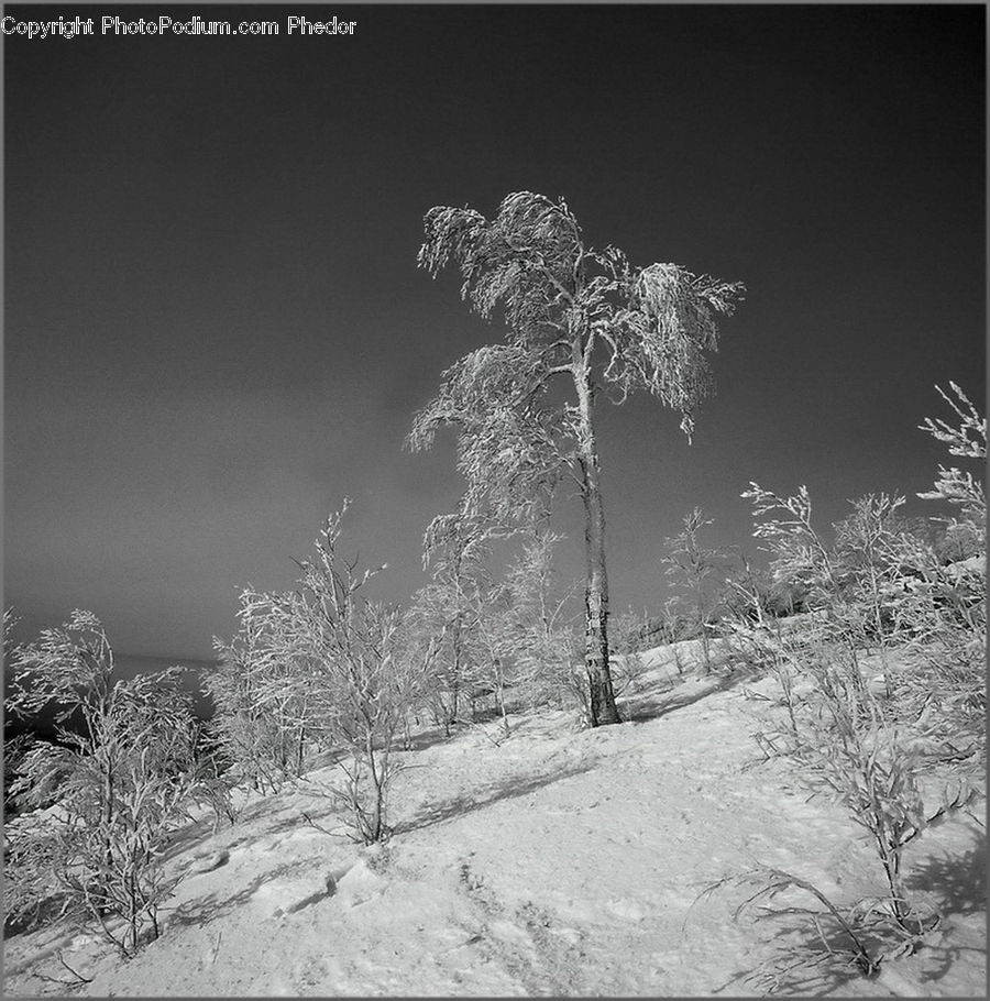 Frost, Ice, Outdoors, Snow, Conifer, Fir, Plant