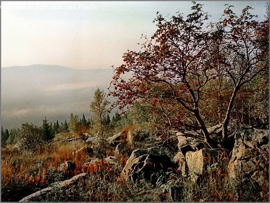 Plant, Tree, Ground, Soil, Outdoors, Wilderness, Bush