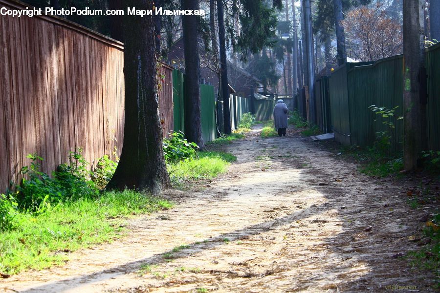 Dirt Road, Gravel, Road, Fir, Redwood, Tree, Wood