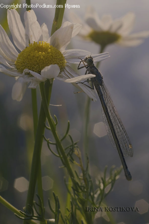 Daisies, Daisy, Flower, Plant, Asilidae, Insect, Asteraceae