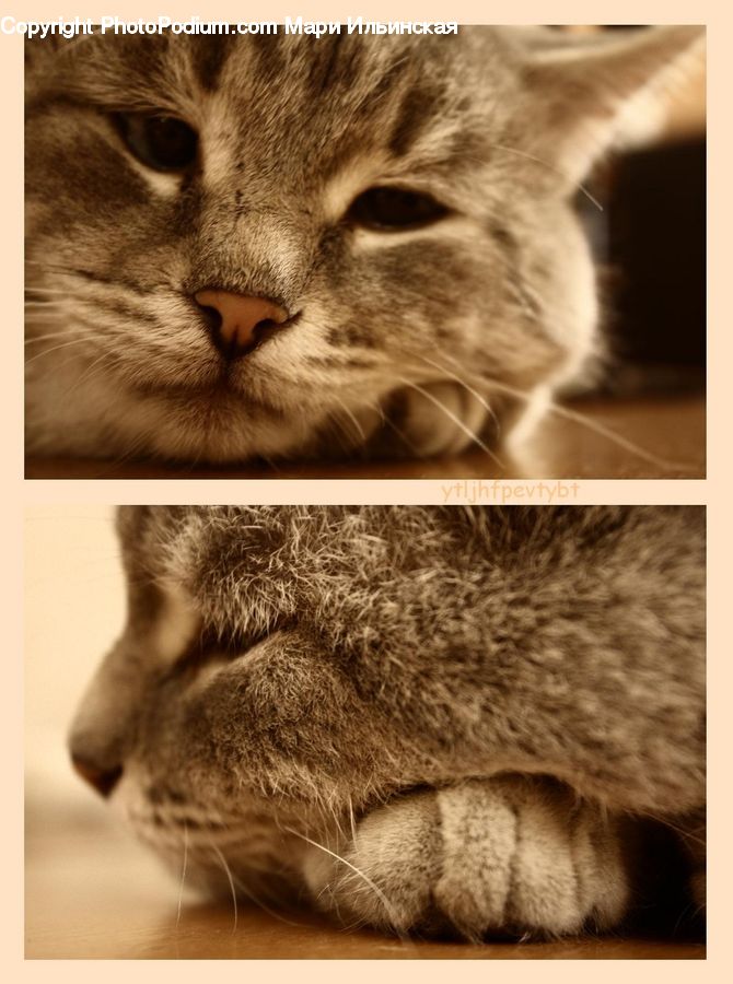 Abyssinian, Animal, Cat, Mammal, Pet, Collage, Poster