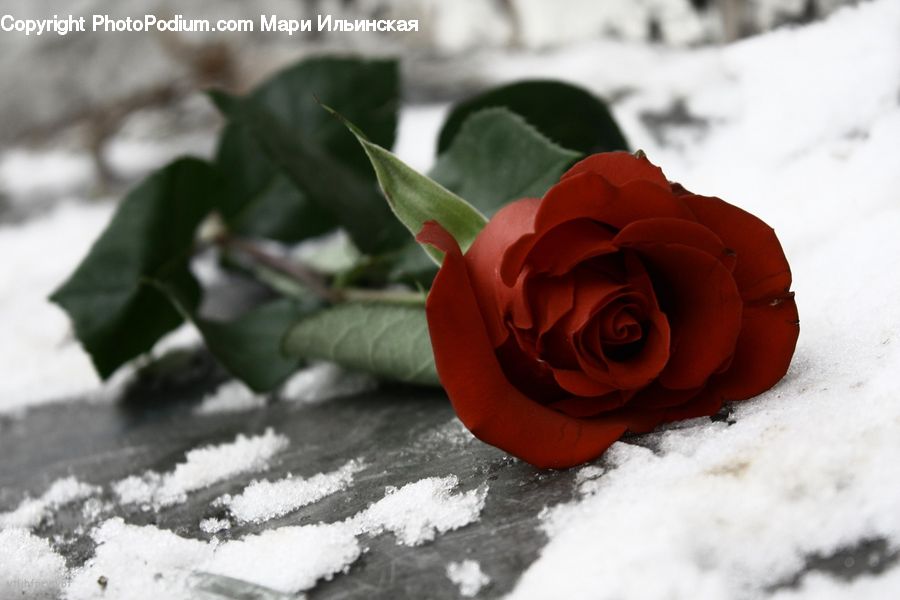 Blossom, Flower, Plant, Rose, Flower Arrangement, Flower Bouquet, Outdoors