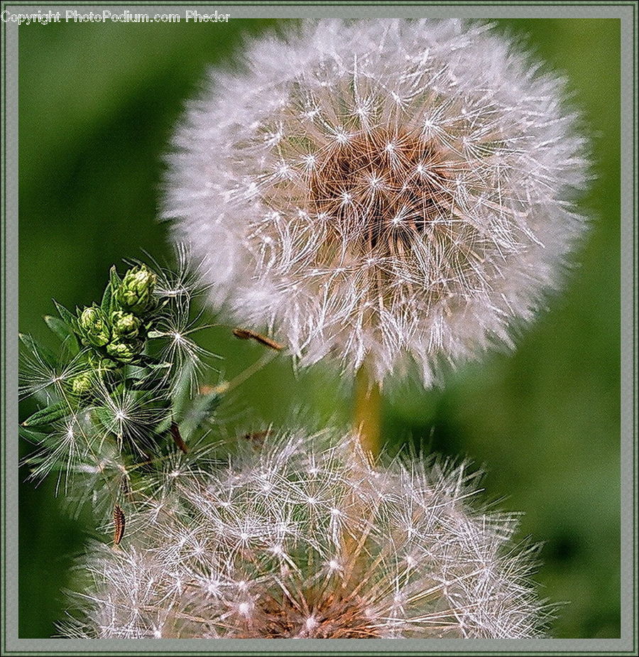 Dandelion, Flower, Plant, Field, Grass, Grassland, Grain