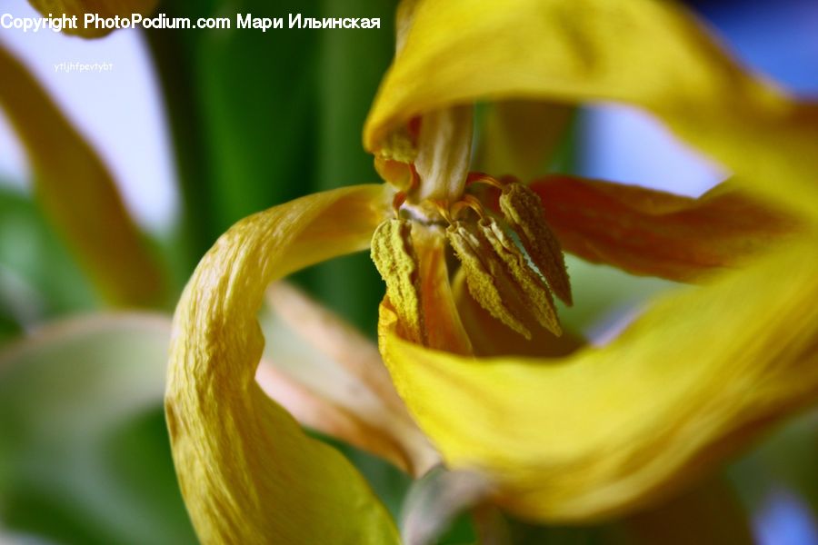 Flora, Flower, Gladiolus, Plant, Blossom, Daffodil, Iris